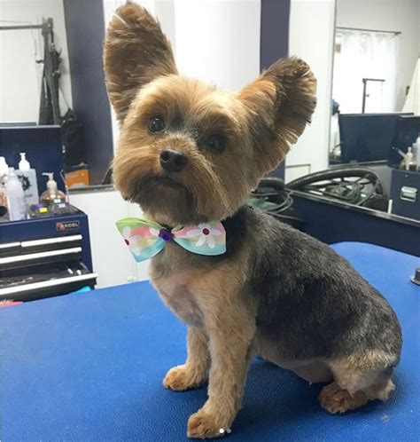 See more ideas about yorkie, yorkie haircuts, yorkshire terrier. Yorkie Haircuts Before And After - Haircuts Models Ideas