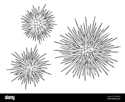 Sea Urchins Echinus Graphic Set Black White Isolated Illustration