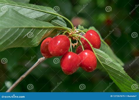 Close Up Of Ripe Sweet Red Cherries On Branch Stock Image Image Of