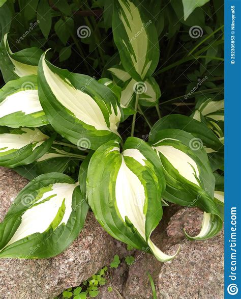 perennial hosta bush with veins and white green oblong leaves in the garden stock image image