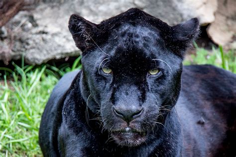 You're probably looking for a cool name for your panther because a normal name is just too animal hype data and cookie consent. Black Panthers Wallpapers