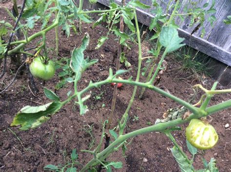 In my neighborhood we have plenty or squirrels, birds and a few small bunnies. Animals Eating My Tomato Plants | ThriftyFun