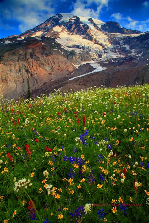 Sunrise At Mt Rainier By Randall J Hodges Cool Places To Visit
