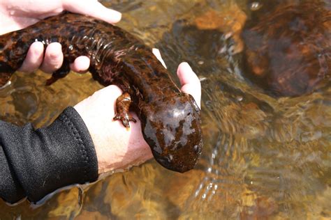 The Hellbender Also Known As The Hellbender Salamander Is A Species