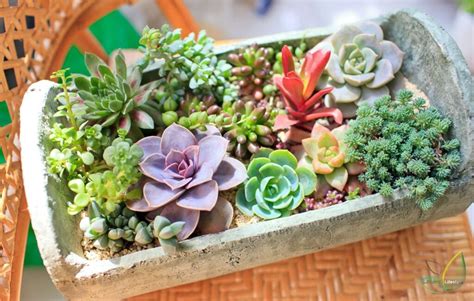 Which Succulents Can Be Planted And Grow Well Together Leading Lifestyle