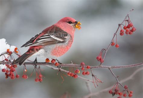 Michigans Up Photography In A Winter Wonderland Sabrewing Nature Tours
