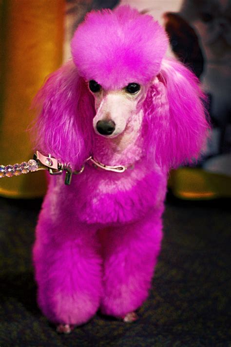 Pink Poodle On Tumblr