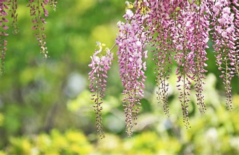 Wisteria Planting And Care Guide — Everyday Garden Ideas