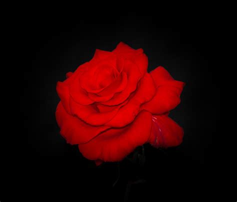 Free Download Red Rose On Black Background 1024x874 For Your Desktop