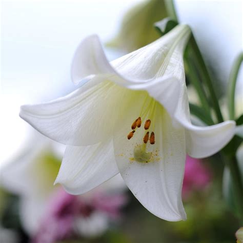 Buy Easter Lily Bulb Lilium Lonlorum White Heaven Pbr