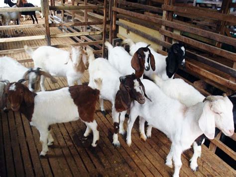 Jun 08, 2021 · suhendar menunujukan kandang kambing yang baru saja disambangi pencuri, di kampung jati, tepatnya di gang rais, jalan haji jamat, rt 2 rw 5, kelurahan buaran, kecamatan serpong, tangerang selatan (tangsel), senin (7/6/2021) 23 Desain Kandang Kambing Dari Bambu Rekomendasi | Ndik Home