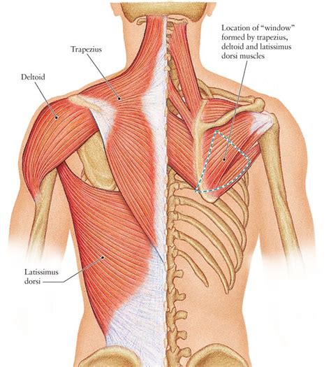 Your back is made up of three major muscle groups. Back muscle and bone — Anatomy references for artists ...