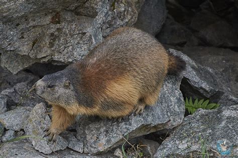 Alpine Marmot Montagne Et Nature
