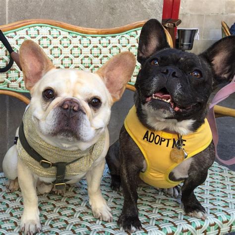 Walter And A Friend On Adoption Day For The French Bulldog Rescue