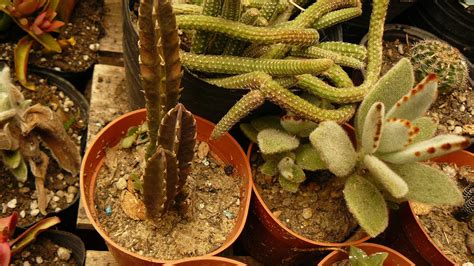 Pero, ¿sabemos cómo cuidar un cactus? Jardines de cactus y suculentas: Agosto