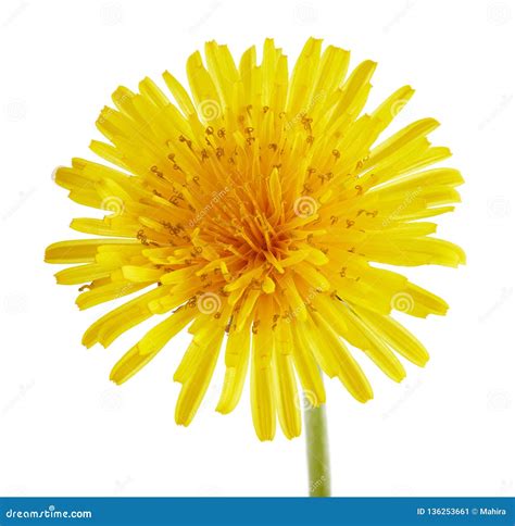 Dandelion Flower On White Background Stock Image Image Of Macro