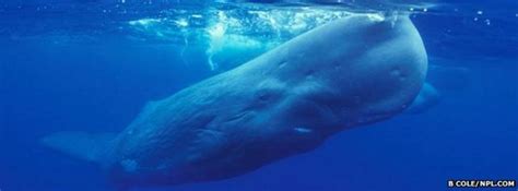 Oxygen mystery: How marine mammals hold their breath - BBC News