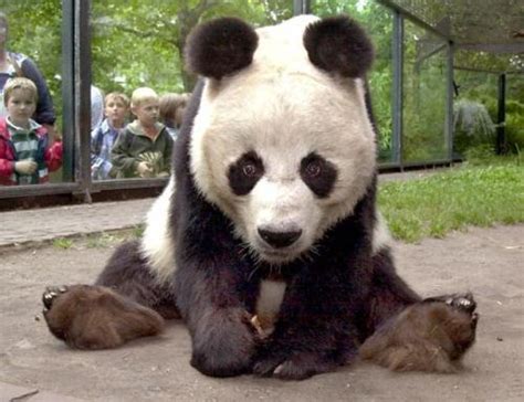 Down syndrome is something a person is born with it. 10 Interesting Panda Facts | My Interesting Facts