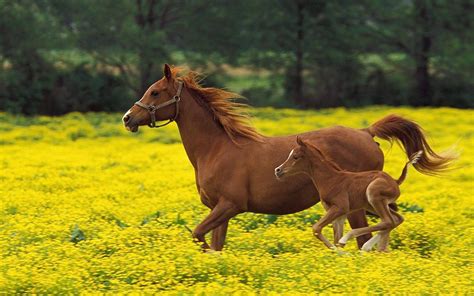 Baby Horse Wallpaper For Iphone