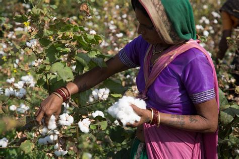 Latest Updates Sowing Seeds For An Organic Cotton Future Laudes