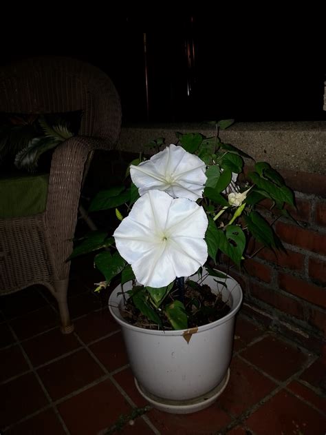 Growing Moon Flowers In A Container Garden Barefoot Affairs