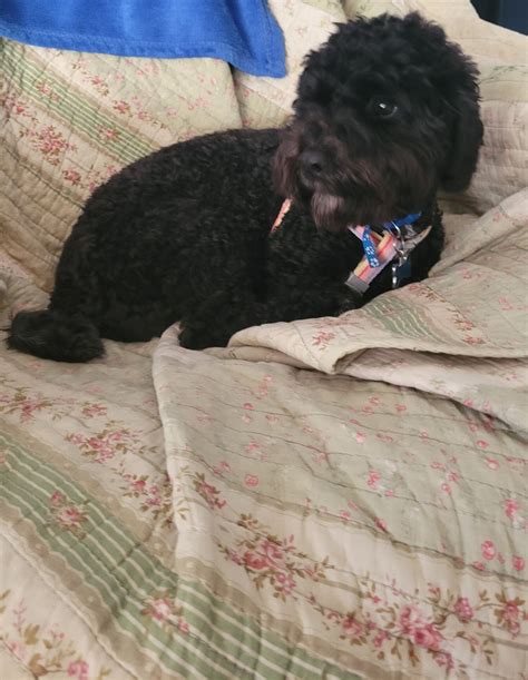 Healthy male desexed Schmoodle for re-homing