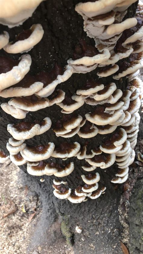 Beautiful Find Today In Georgia Mushrooms
