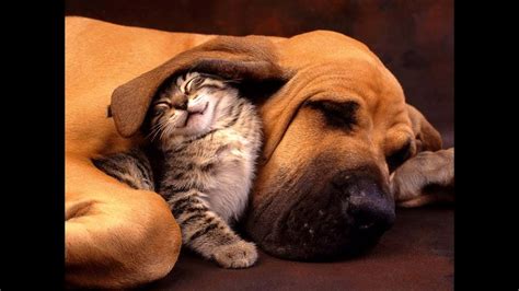 Cute Cats And Dogs ♥ Best Friends ♥ Youtube