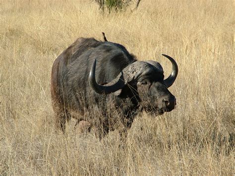 Fileafrican Buffalo Wikimedia Commons