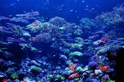 Beautiful Coral Reef Nature Wallpaper Desktop Background Coral Reef