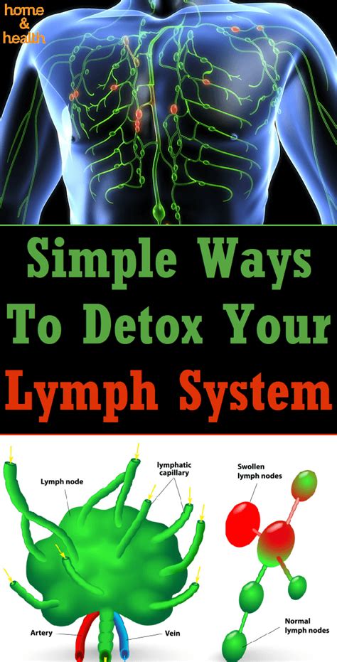 Simple Ways To Detox Your Lymph System Lymph System Infographic