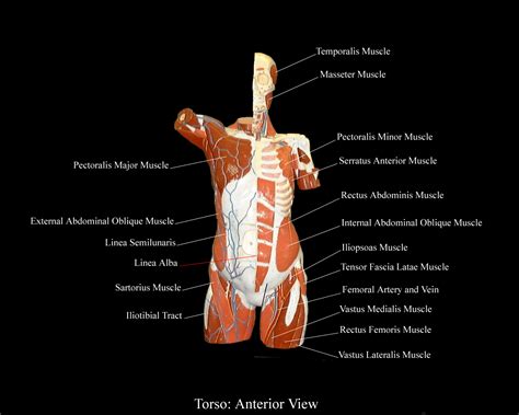 The muscles of the lower back, including the erector spinae and quadratus lumborum muscles, contract to extend and laterally bend the vertebral column. torsoAnteriorView