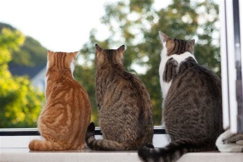 different cat breeds and their personalities orlando vets