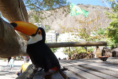 Toucan By Rodrigo De Freitas Lagoon Rio De Janeiro Brazil Flickr