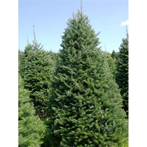 7 8 Ft Balsam Fir Real Christmas Tree In The Fresh Christmas Trees