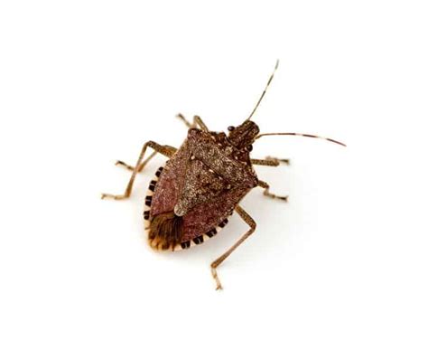 How To Keep Stink Bugs Out Of Chimneys Beatpests