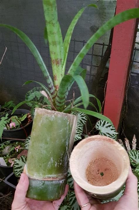 One of the biggest advantages of planting bamboo in pots is maneuverability. Bamboo pot | Rare Plants