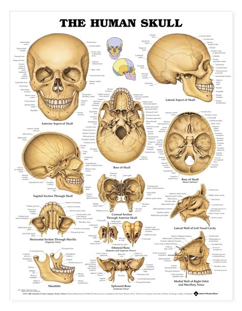 The body's shape is determined by a strong skeleton made of bone and cartilage, surrounded by fat, muscle, connective tissue, organs, and other structures. The Human Skull Anatomical Chart - Anatomy Models and Anatomical Charts