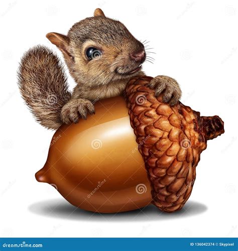Funny Squirrel Holding A Giant Acorn Stock Illustration Illustration