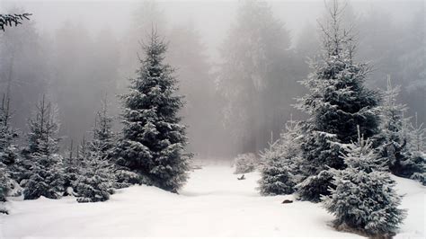 Winter Coniferous Forest Hd Wallpaper