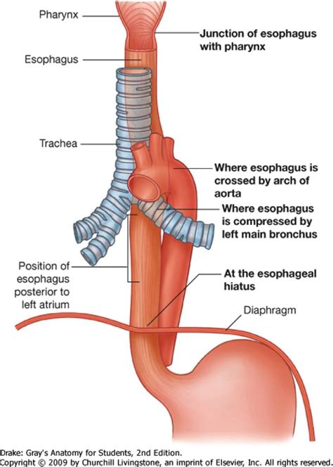 Esophagus Arteries Anatomy Anatomy Trachea