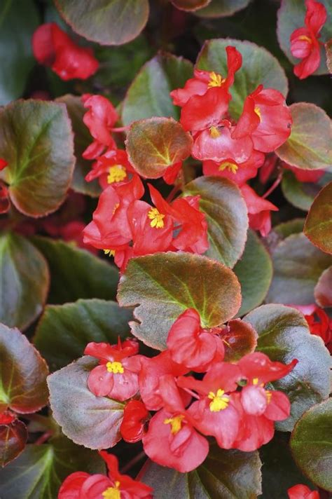 Wax Begonias 10 Indoor Plants That Help You Breathe Easy Wax