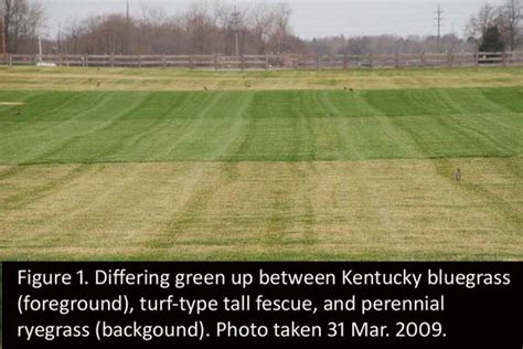 Lots Of Colors In Spring Lawns Purdue University Turfgrass Science At