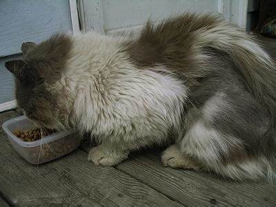 If your cat has very thick fur, you might want to make sure that thme dematter's teeth are long enough to reach the cat's skin because a small dematter might not be. Grooming Matted Cat Fur - PoC