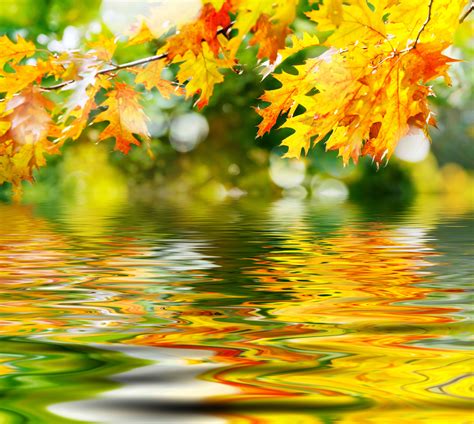 Autumn Leaves And Water Background Gallery Yopriceville