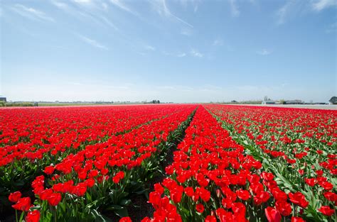 Holland ist zwar das land der tulpen, windmühlen, holzschuhe und des käses, es ist aber noch viel mehr. Duin - en Bollenstreek, das Blumenparadies in Zuid Holland ...