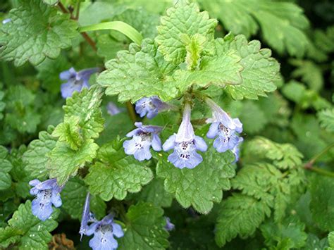 http://www.naturespot.org.uk/species/ground-ivy