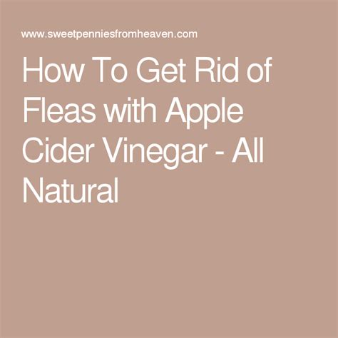 How To Get Rid Of Fleas With Apple Cider Vinegar All Natural Cider