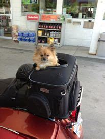 One of the biggest concerns motorcyclists can have when it comes to a great pet carrier is the door. Best Motorcycle Dog Carriers For Your Traveling Small Dog ...