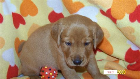 Check spelling or type a new query. Indiana Fox Red Labrador Retrievers Black Lab Puppies Pointing Chocolate Labs For Sale